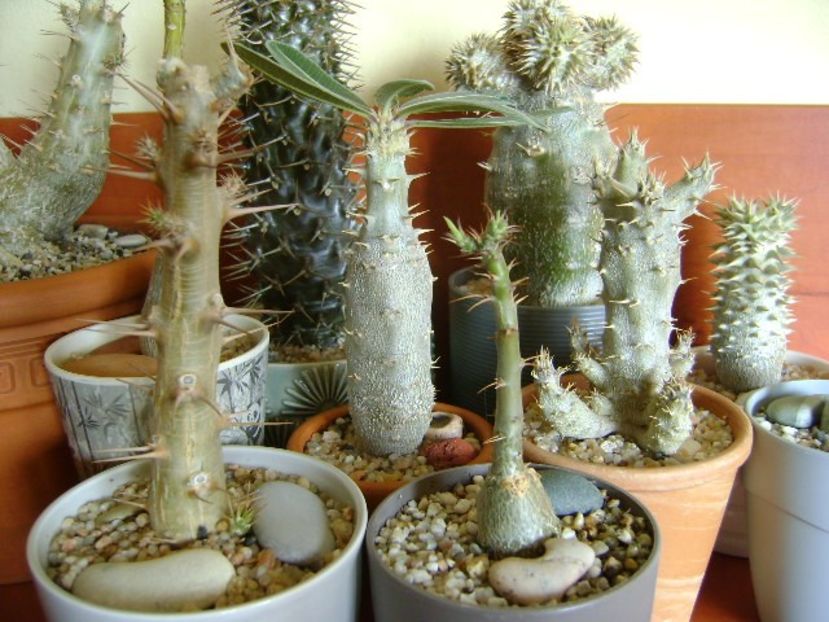 Genul Pachypodium - Caudiciforme si bulbi 2019 bis