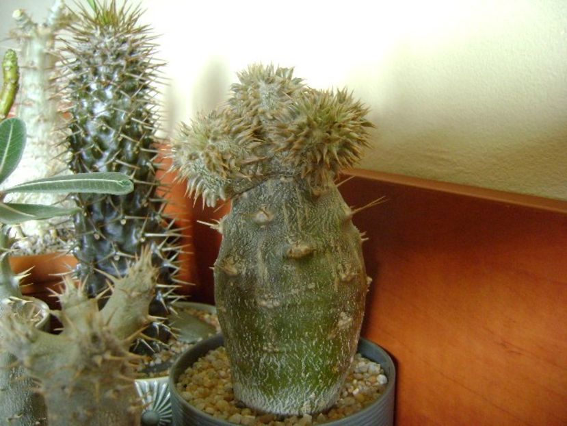 Genul Pachypodium - Caudiciforme si bulbi 2019 bis