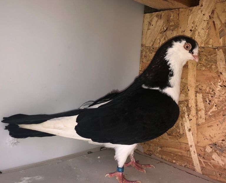 3300  mascul  2018 - Plecați ALBUM 3