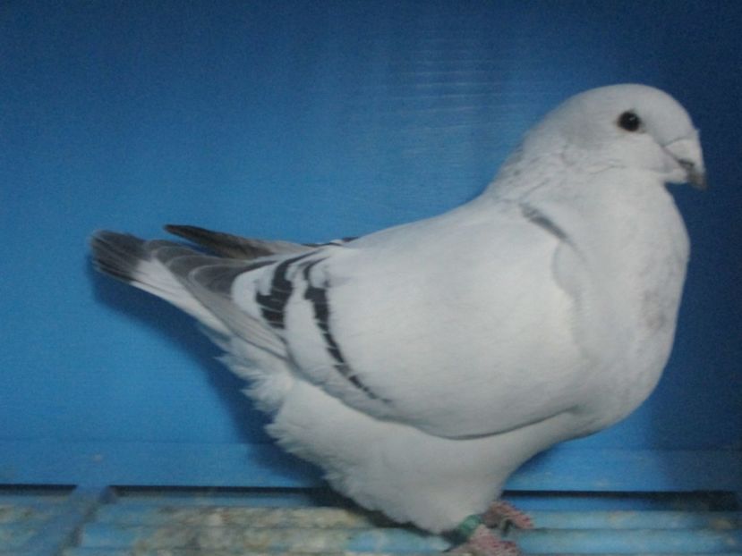 10199-19 - Masculi 2020