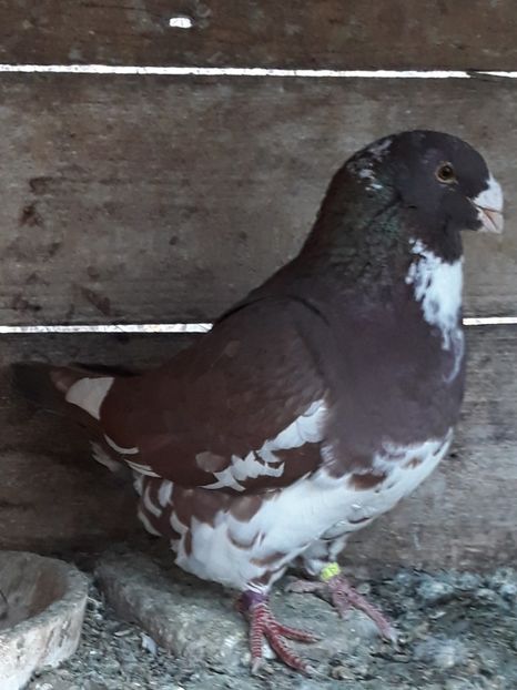 Petrache - ACHIZITII NOI