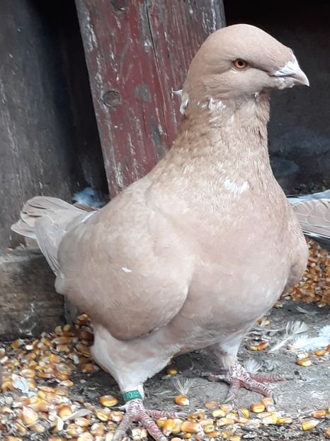  - Perechi AGH pentru 2020