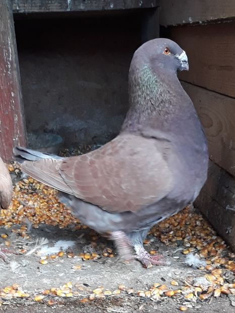  - Perechi AGH pentru 2020