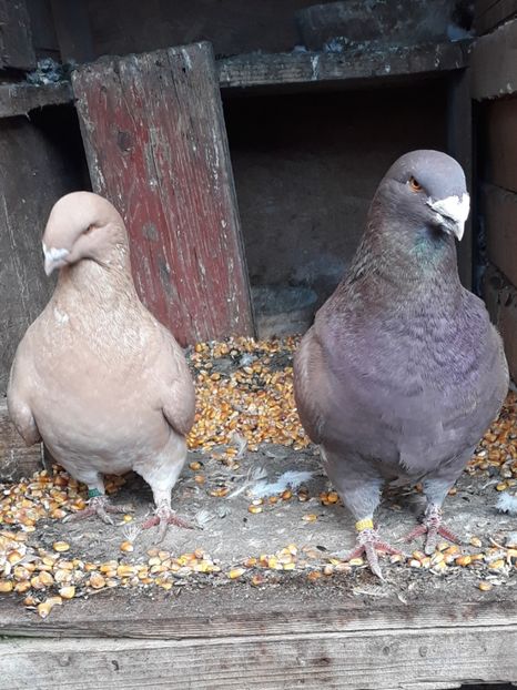  - Perechi AGH pentru 2020