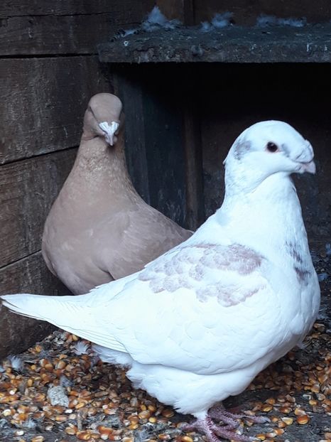  - Perechi AGH pentru 2020