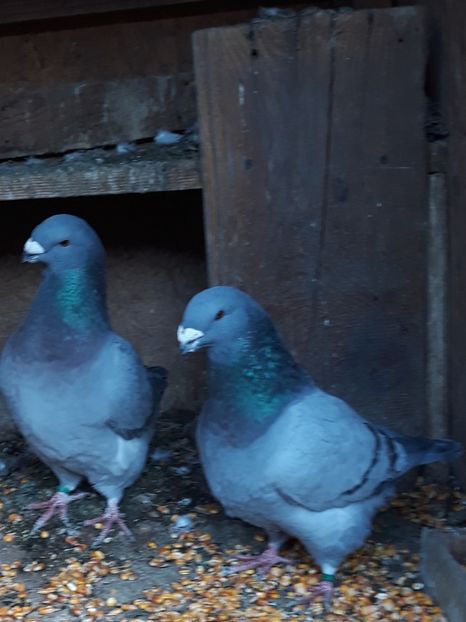  - Perechi AGH pentru 2020