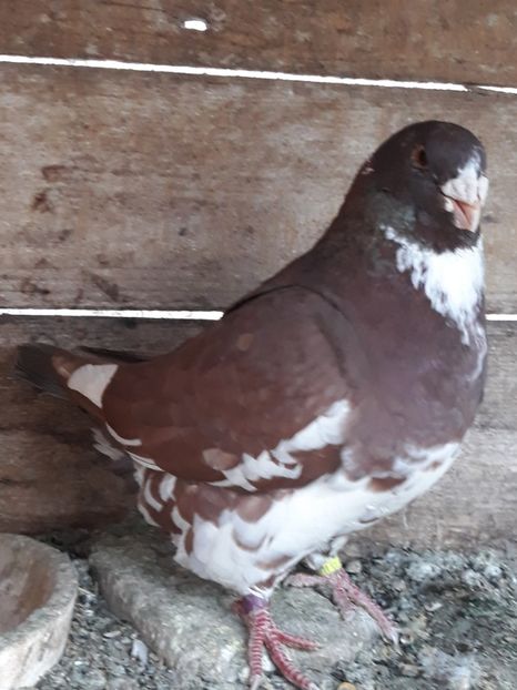  - Perechi AGH pentru 2020