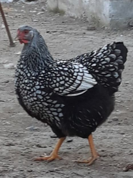  - Găini wyandotte argintiu