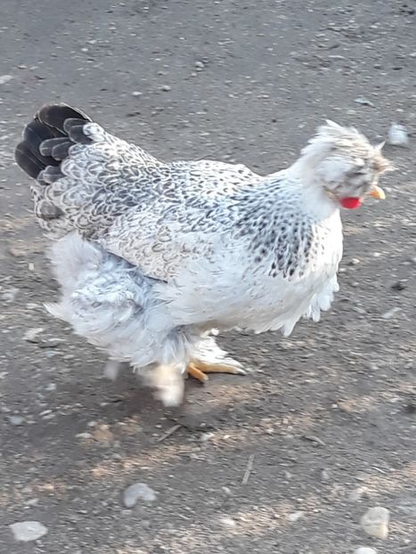  - Gaini motate barboase