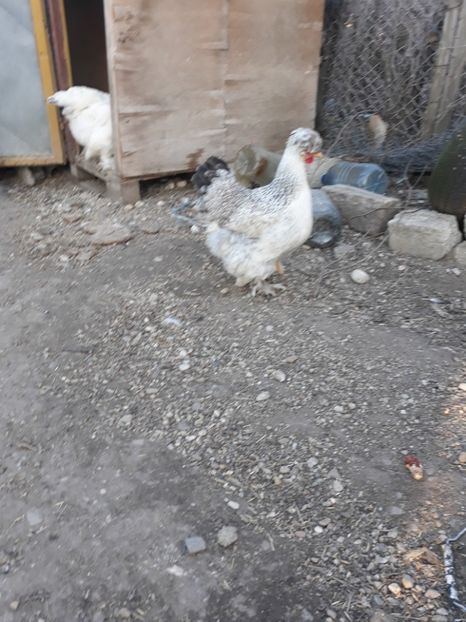  - Gaini motate barboase