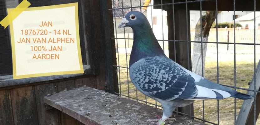 JAN 1876720 - 14 NL JAN van ALPHEN - 1 ACHIZIȚII 2018 - 2019