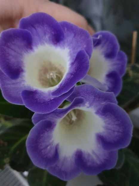 60-1 - Gloxinia 2020