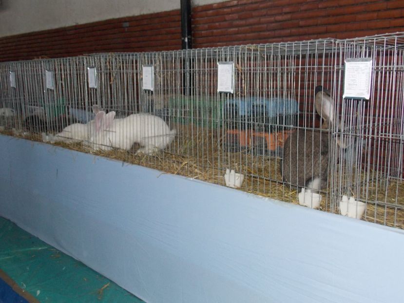  - EXPO-2020 HOBBY CENTRUM BRASOV