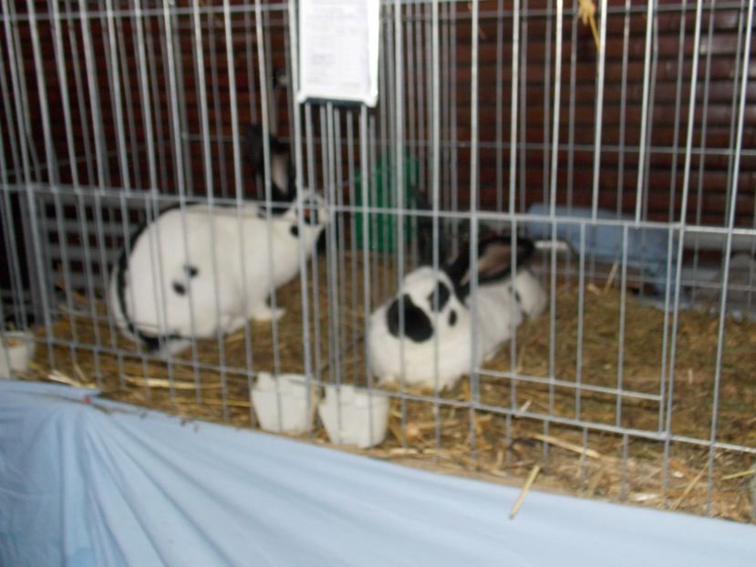  - EXPO-2020 HOBBY CENTRUM BRASOV