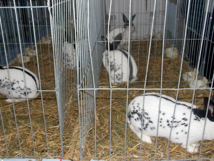  - EXPO-2020 HOBBY CENTRUM BRASOV