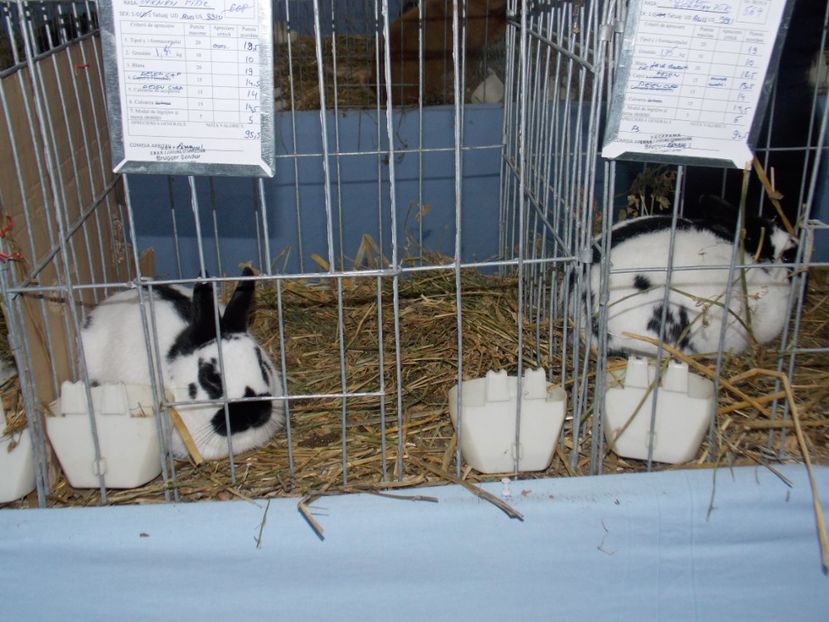  - EXPO-2020 HOBBY CENTRUM BRASOV