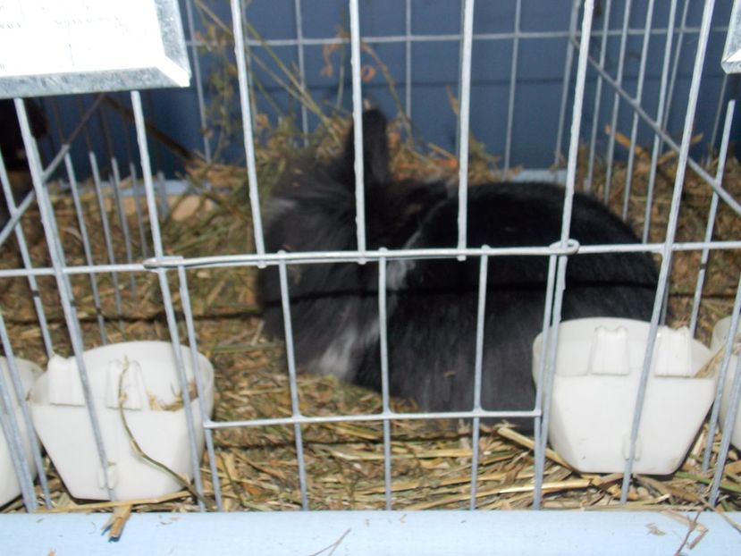  - EXPO-2020 HOBBY CENTRUM BRASOV