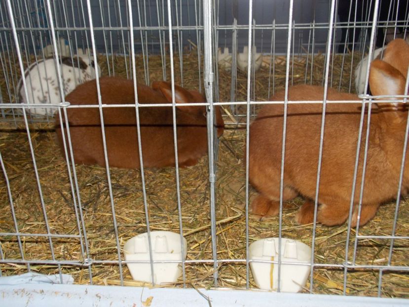  - EXPO-2020 HOBBY CENTRUM BRASOV