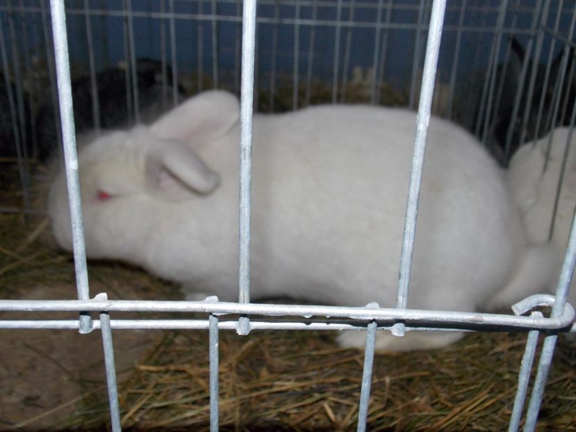  - EXPO-2020 HOBBY CENTRUM BRASOV