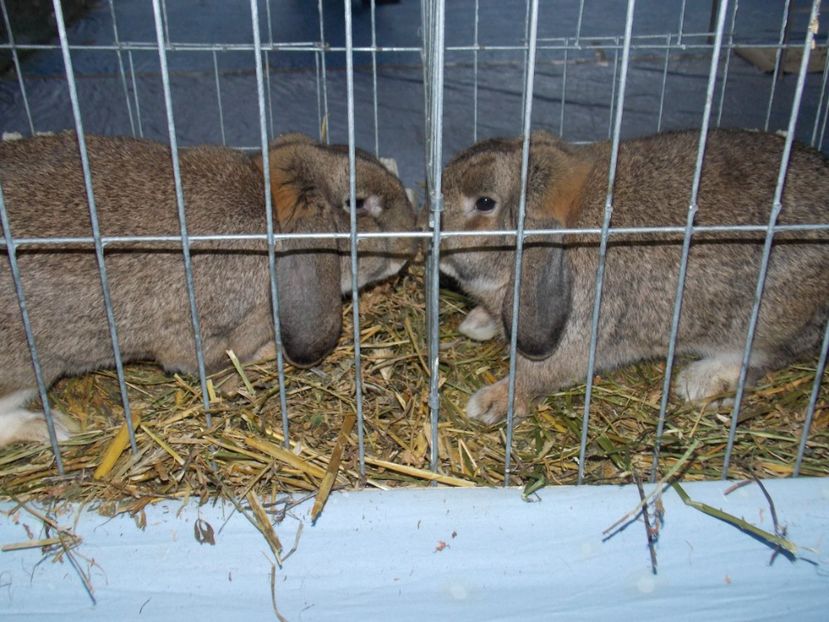  - EXPO-2020 HOBBY CENTRUM BRASOV