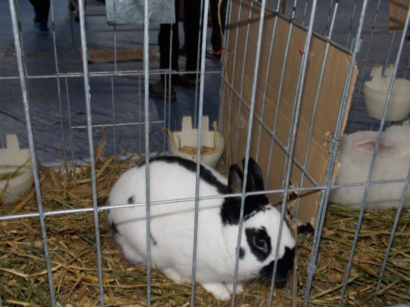  - EXPO-2020 HOBBY CENTRUM BRASOV