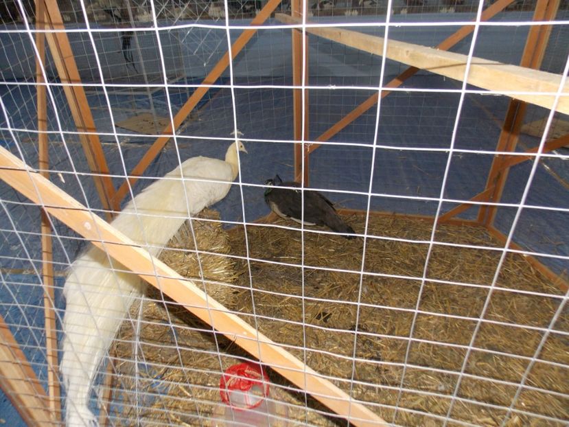  - EXPO-2020 HOBBY CENTRUM BRASOV