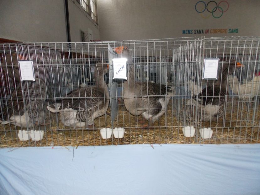  - EXPO-2020 HOBBY CENTRUM BRASOV