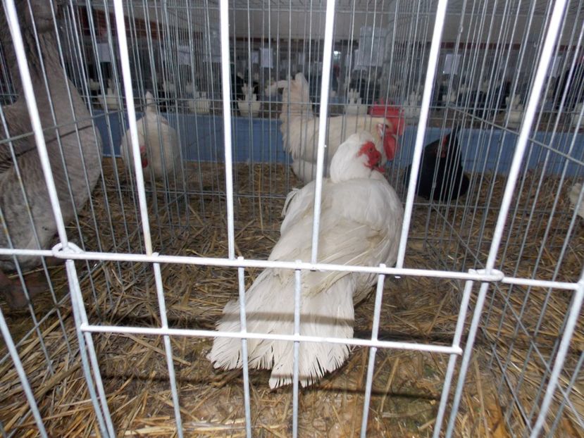  - EXPO-2020 HOBBY CENTRUM BRASOV