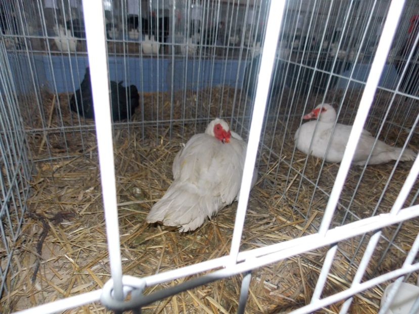  - EXPO-2020 HOBBY CENTRUM BRASOV