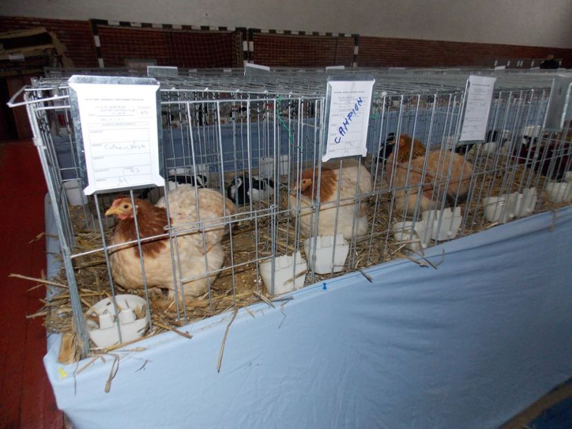  - EXPO-2020 HOBBY CENTRUM BRASOV