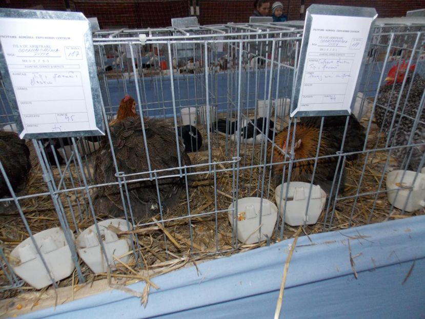  - EXPO-2020 HOBBY CENTRUM BRASOV