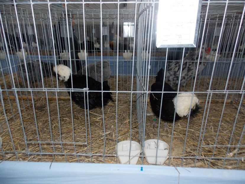  - EXPO-2020 HOBBY CENTRUM BRASOV