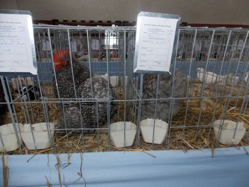  - EXPO-2020 HOBBY CENTRUM BRASOV