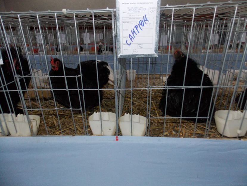  - EXPO-2020 HOBBY CENTRUM BRASOV