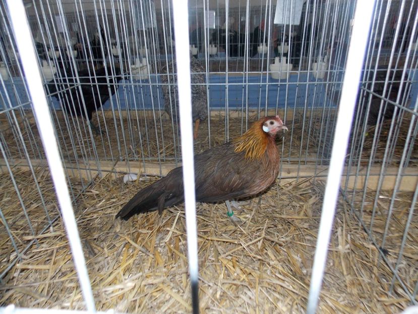  - EXPO-2020 HOBBY CENTRUM BRASOV