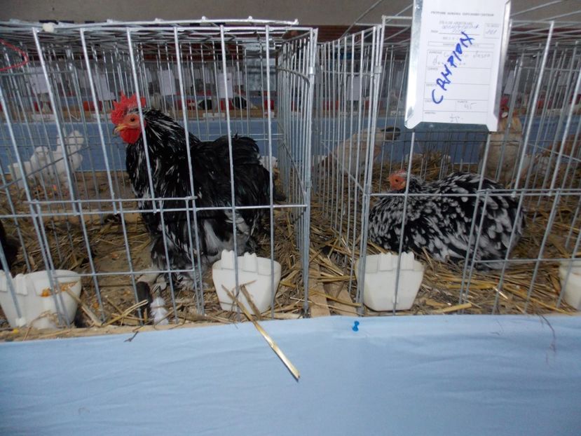  - EXPO-2020 HOBBY CENTRUM BRASOV