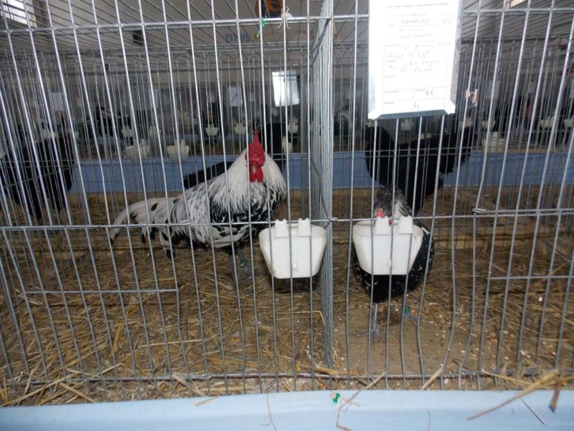  - EXPO-2020 HOBBY CENTRUM BRASOV