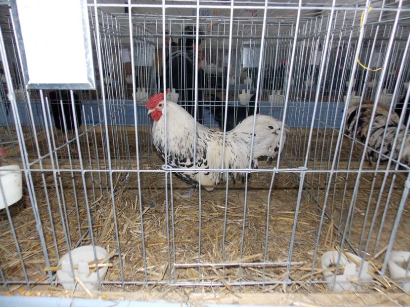  - EXPO-2020 HOBBY CENTRUM BRASOV