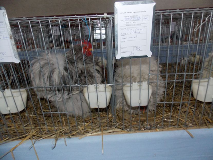  - EXPO-2020 HOBBY CENTRUM BRASOV