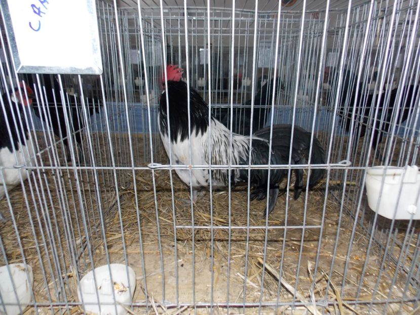  - EXPO-2020 HOBBY CENTRUM BRASOV