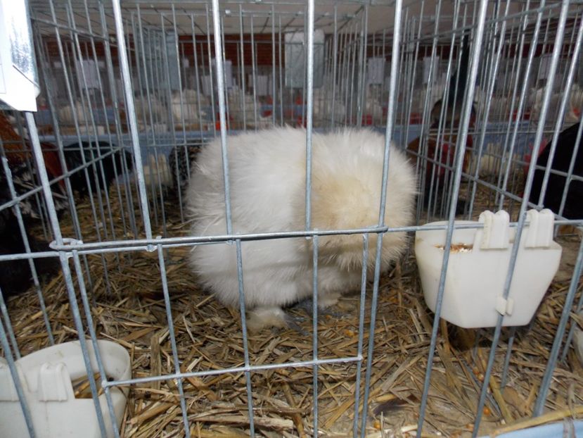  - EXPO-2020 HOBBY CENTRUM BRASOV