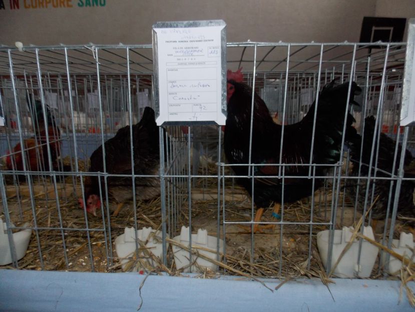  - EXPO-2020 HOBBY CENTRUM BRASOV