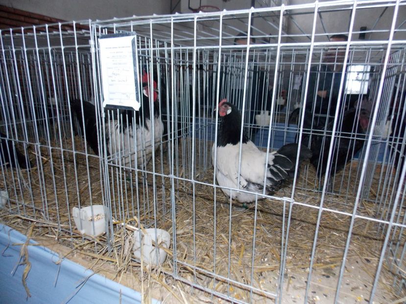  - EXPO-2020 HOBBY CENTRUM BRASOV