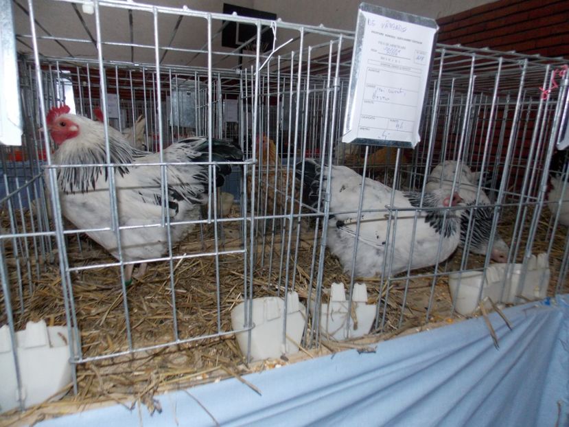  - EXPO-2020 HOBBY CENTRUM BRASOV