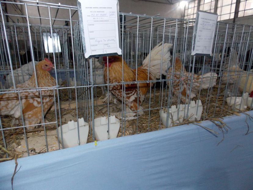  - EXPO-2020 HOBBY CENTRUM BRASOV