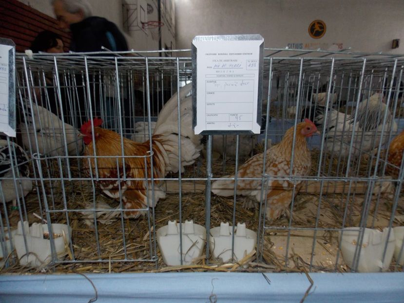  - EXPO-2020 HOBBY CENTRUM BRASOV