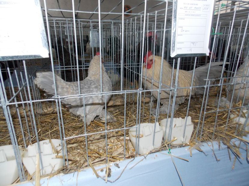  - EXPO-2020 HOBBY CENTRUM BRASOV