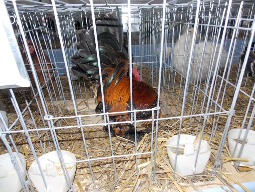  - EXPO-2020 HOBBY CENTRUM BRASOV