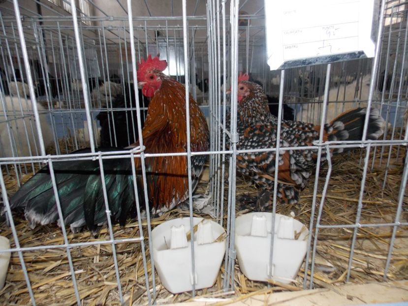  - EXPO-2020 HOBBY CENTRUM BRASOV