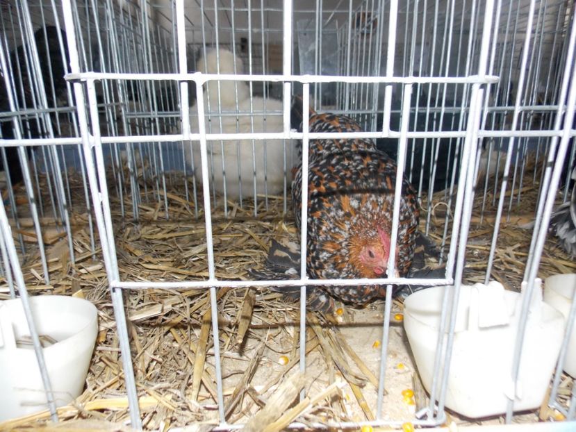  - EXPO-2020 HOBBY CENTRUM BRASOV